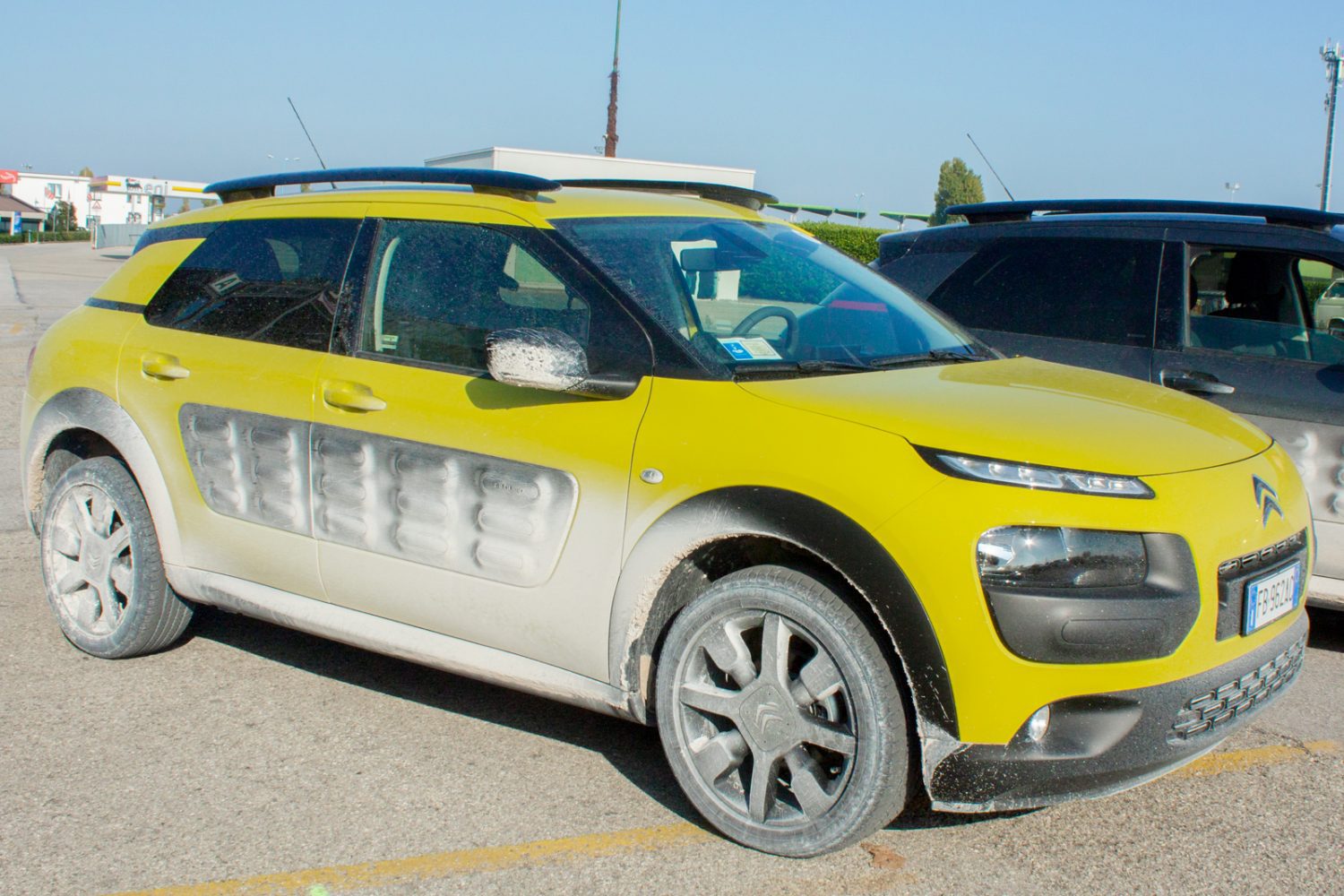 C4 Cactus