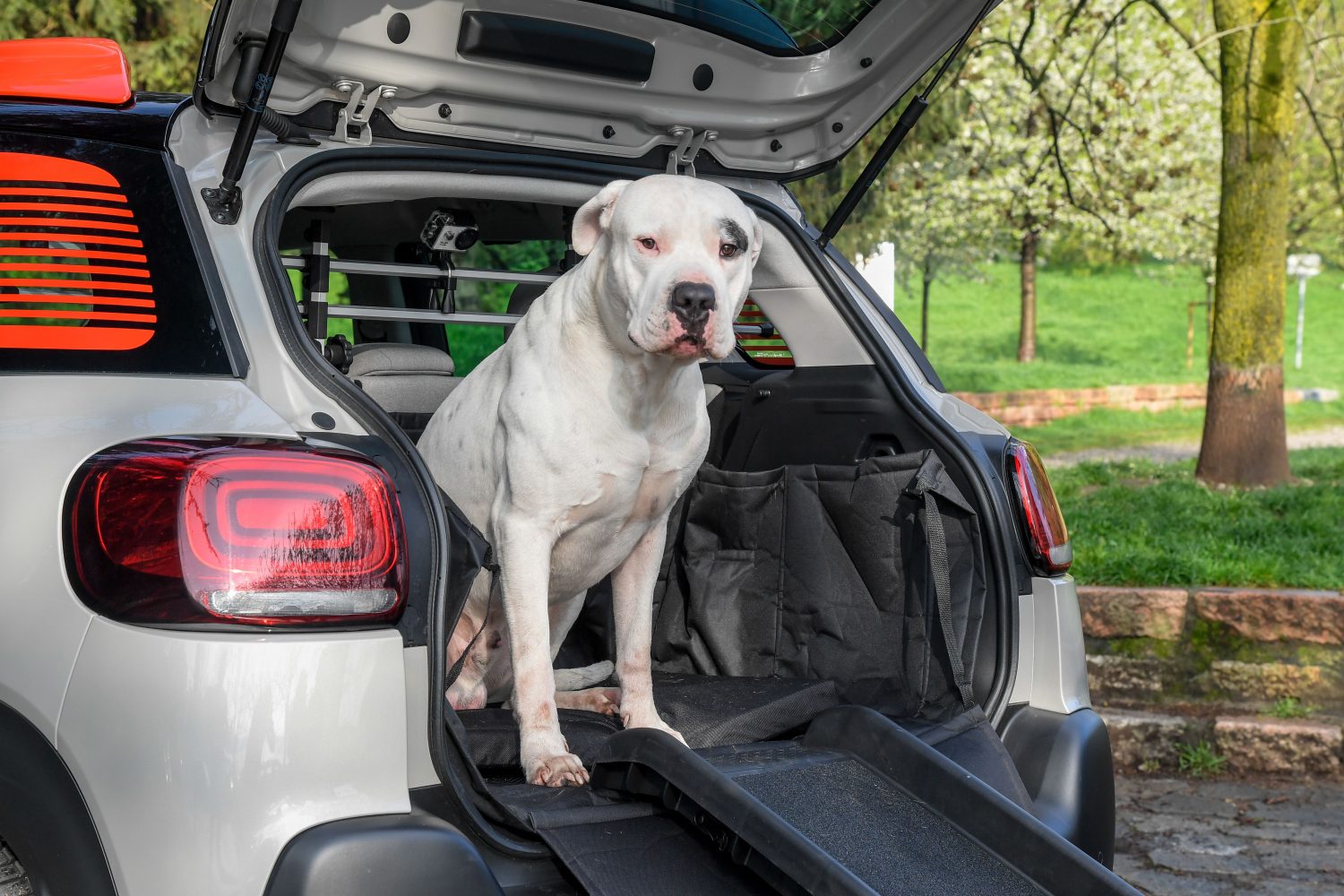 Pet à porter di Citroen