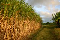 Bioetanolo da canna da zucchero per raggiungere la Carbon Neutrality