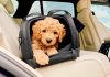 Il posto più pericoloso in auto? Quello del cane