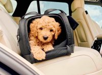 Il posto più pericoloso in auto? Quello del cane