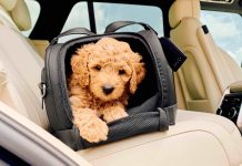 Il posto più pericoloso in auto? Quello del cane